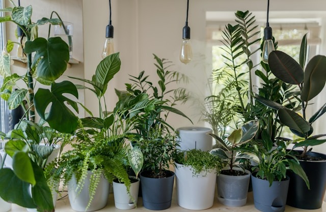 Discover Indoor Gardening at The Laureate